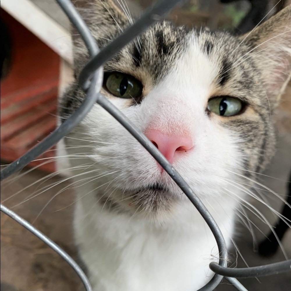 Meet your Posher, Taima